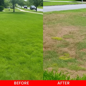 LIMETOW® Cyclosinone Herbicide Water Dispersible Granules image LIMETOW® Cyclosinone Herbicide Water Dispersible Granules