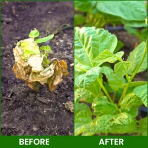 LIMETOW® Botanical Revival Elixir