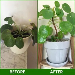 LIMETOW® Botanical Revival Elixir