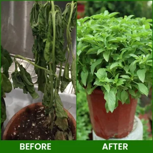 LIMETOW® Botanical Revival Elixir