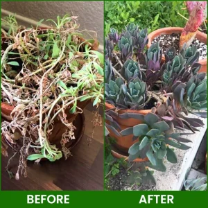 LIMETOW® Botanical Revival Elixir